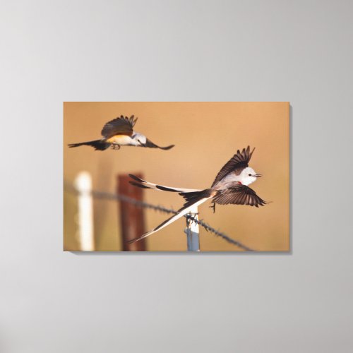 Scissor_Tailed Flycatchers Tyrannus Forficatus Canvas Print