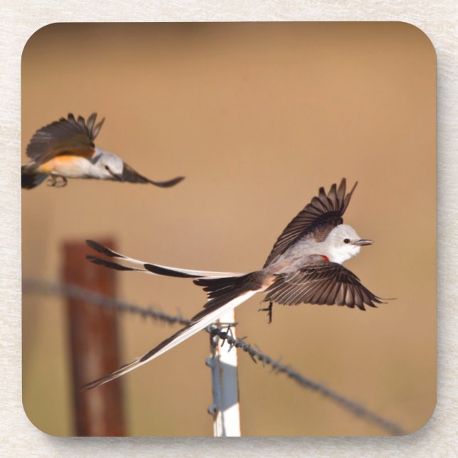 Scissor-Tailed Flycatchers (Tyrannus Forficatus) Drink Coaster (Front)