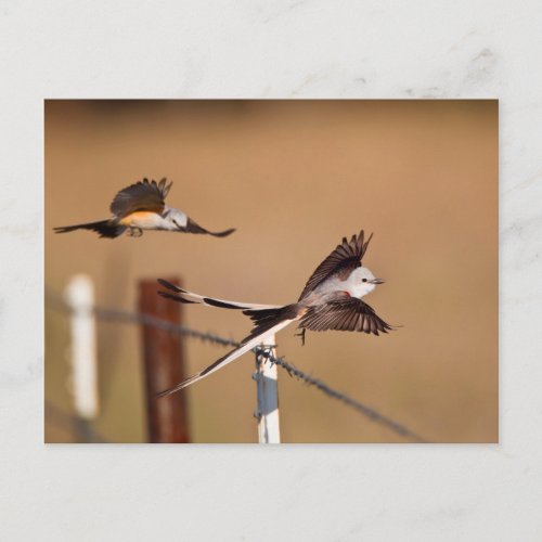 Scissor_Tailed Flycatchers Tyrannus Forficatus Postcard