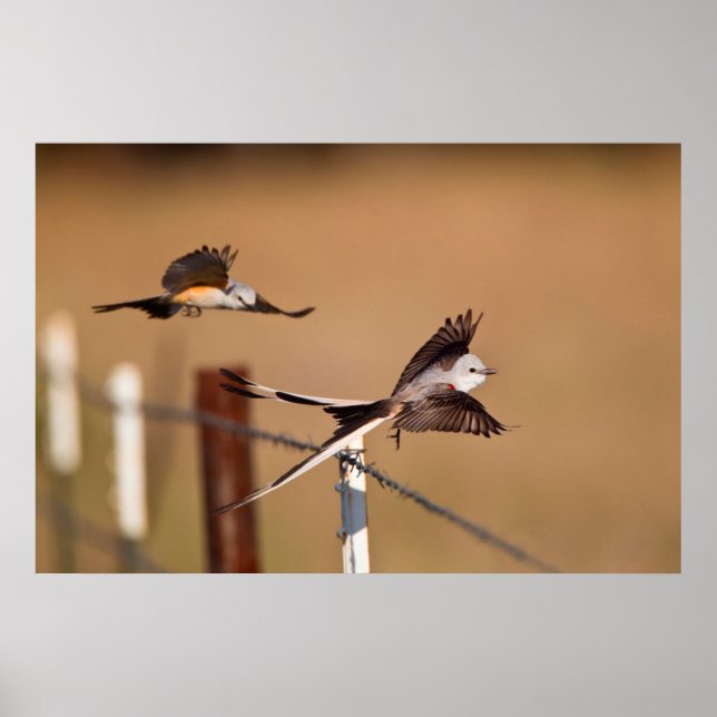 Scissor-Tailed Flycatchers (Tyrannus Forficatus) Poster (Front)