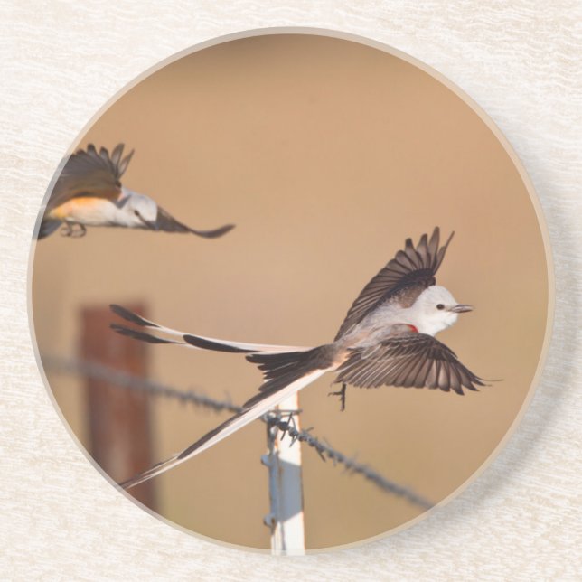 Scissor-Tailed Flycatchers (Tyrannus Forficatus) Sandstone Coaster (Front)
