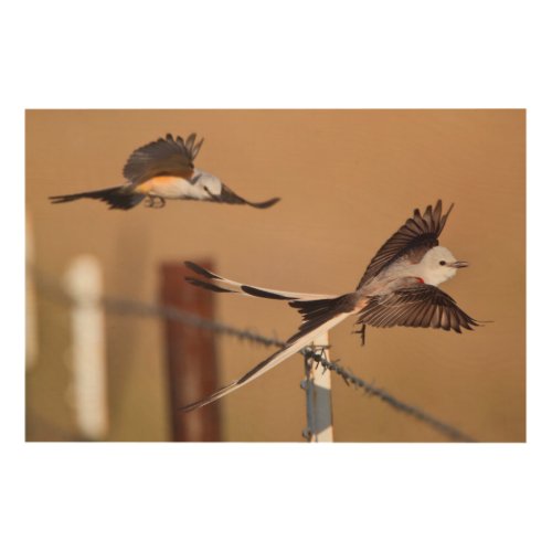 Scissor_Tailed Flycatchers Tyrannus Forficatus Wood Wall Decor