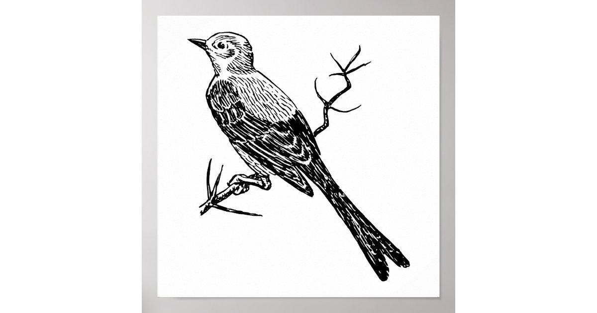 Scissortail Realistic Bird Sketch Poster Zazzle Com