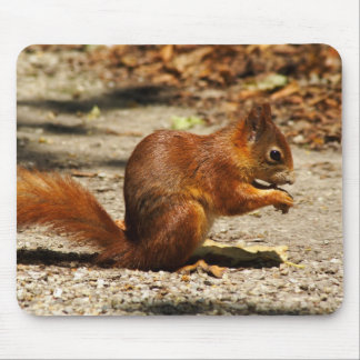 Sciurus vulgaris mouse pad