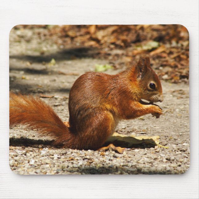 Sciurus vulgaris mouse pad (Front)