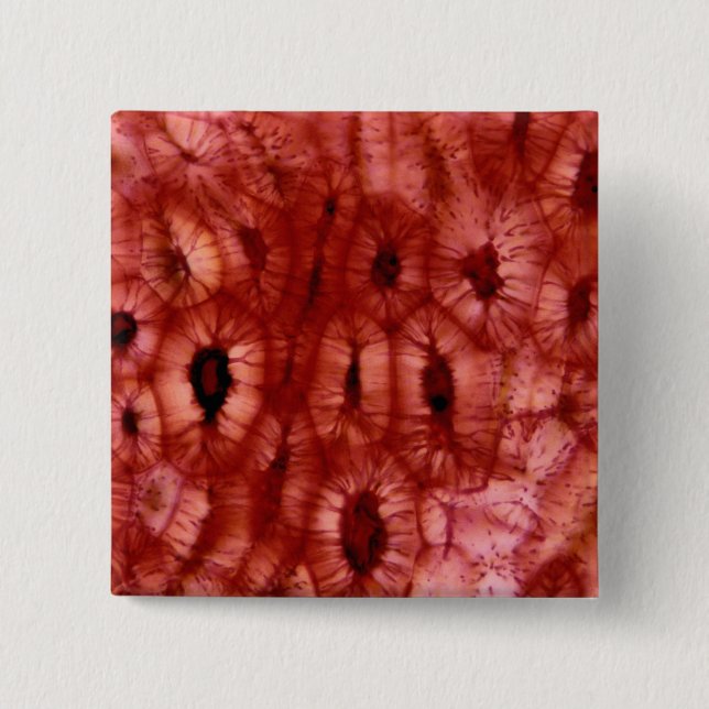 Sclerenchyma Cells from a Cherry Pit Button (Front)