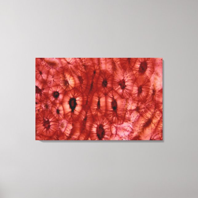 Sclerenchyma Cells from a Cherry Pit Canvas Print (Front)