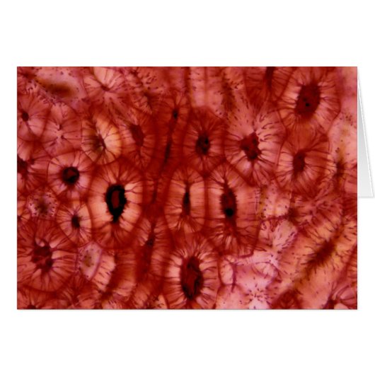 Sclerenchyma Cells from a Cherry Pit Cards (Front Horizontal)