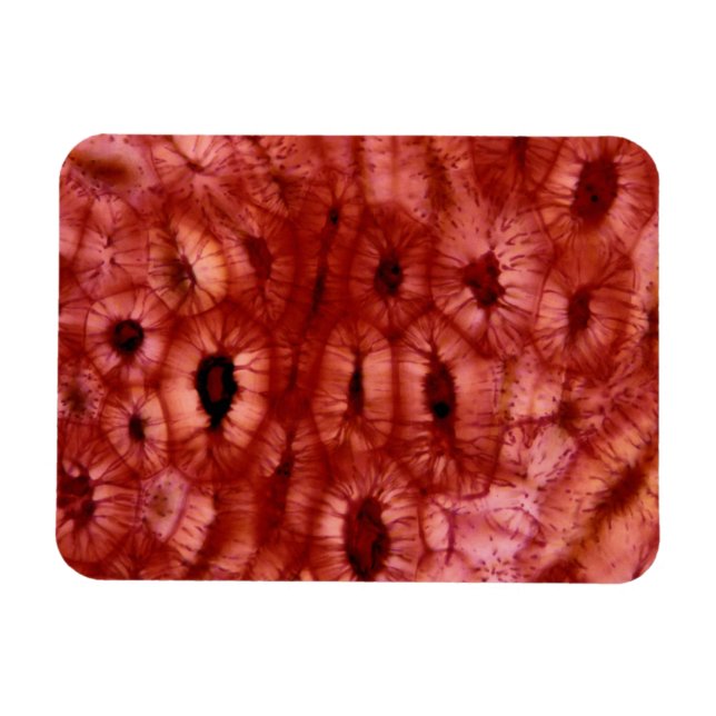 Sclerenchyma Cells from a Cherry Pit Magnet (Horizontal)