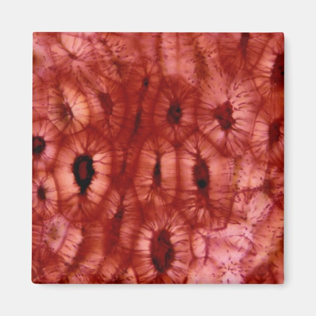 Sclerenchyma Cells from a Cherry Pit Magnet (Front)