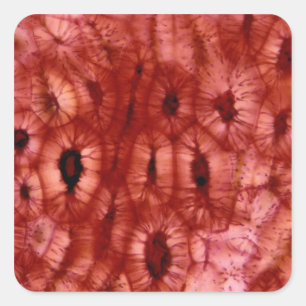 Sclerenchyma Cells from a Cherry Pit Square Sticker