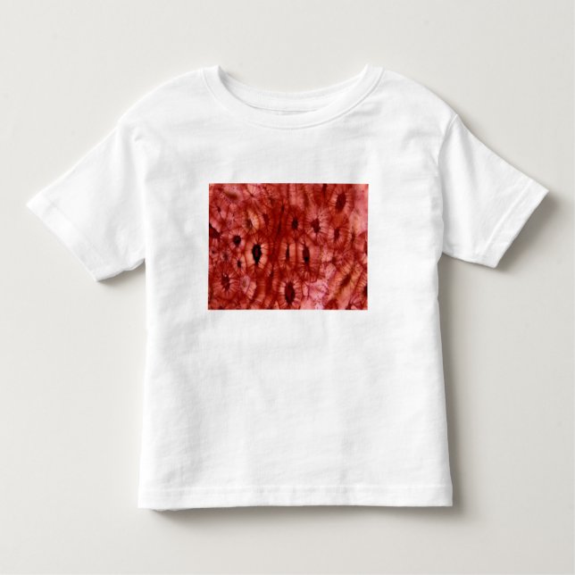 Sclerenchyma Cells from a Cherry Pit Toddler T-shirt (Front)