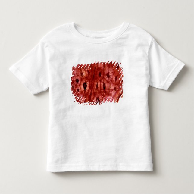 Sclerenchyma Cells from a Cherry Pit Toddler T-shirt (Front)