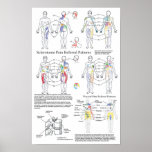 Sclerotome Visceral Pain Referral Chart at Zazzle