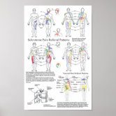 Dermatomes Myotomes and DTR Poster Chiropractic