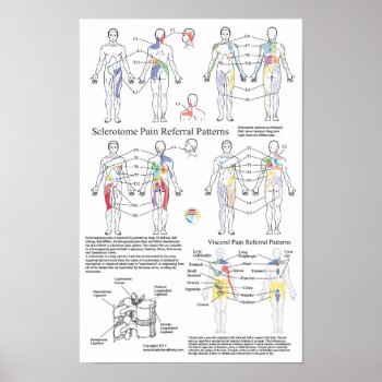 Sclerotome Visceral Pain Referral Chart by AcupunctureProducts at Zazzle