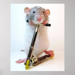 Baby Dumbo Rat Gifts On Zazzle