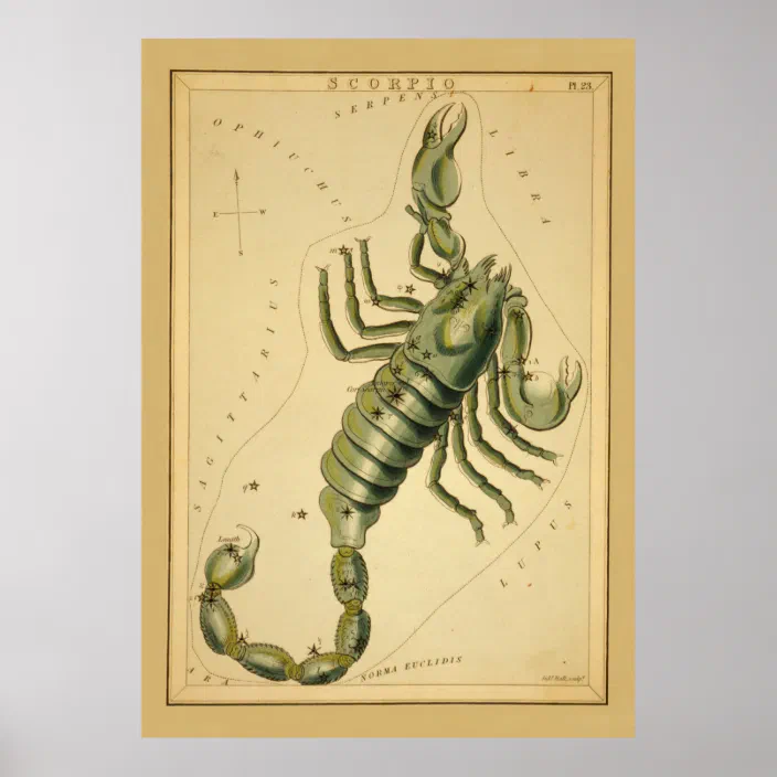 Original Vintage Scorpio Iron On Transfer Horoscope Zodiac 