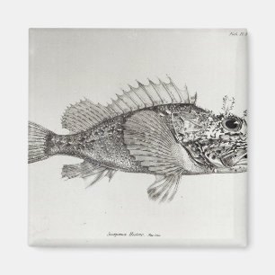 Scorpion Fish Magnet