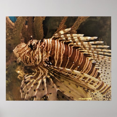 Scorpion fish photography poster