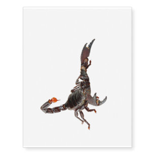 Scorpion image for Temporary Tattoos