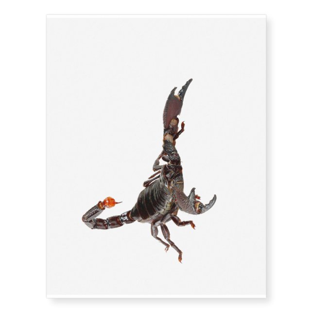 Scorpion image for Temporary Tattoos (Front)