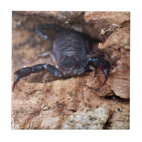 Scorpion of the species Euscorpius italicus Ceramic Tile