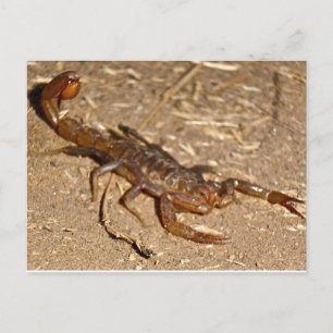 Scorpion Postcard