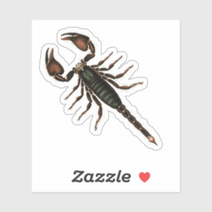  Scorpion Stickers Zazzle