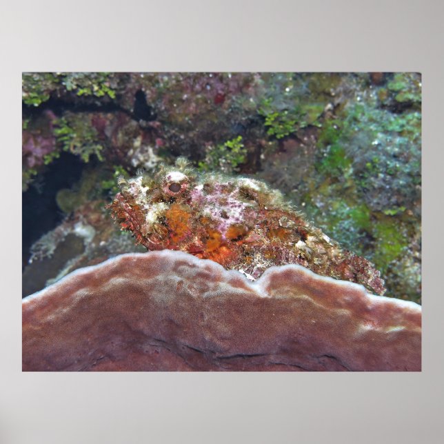 Scorpionfish on a Sponge Poster (Front)