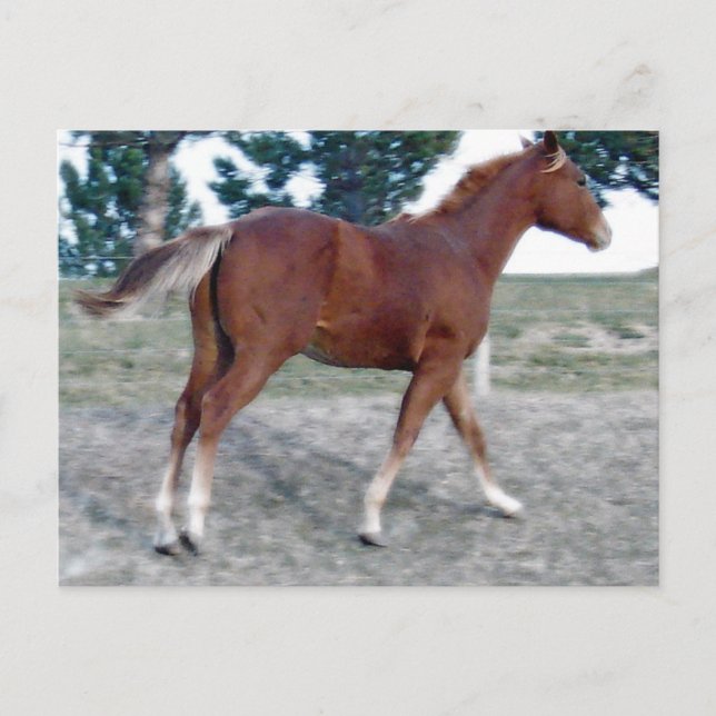 Scotch Boy Postcard (Front)