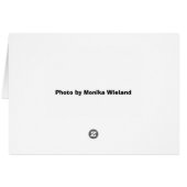 Scotch Broom Blossoms Cards (Back Horizontal)