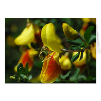 Scotch Broom Blossoms Cards