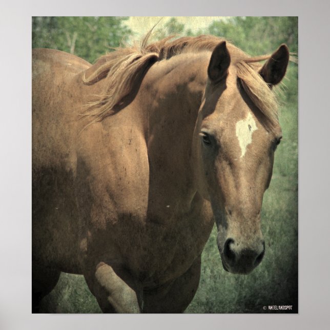 Scotch Poster (Front)