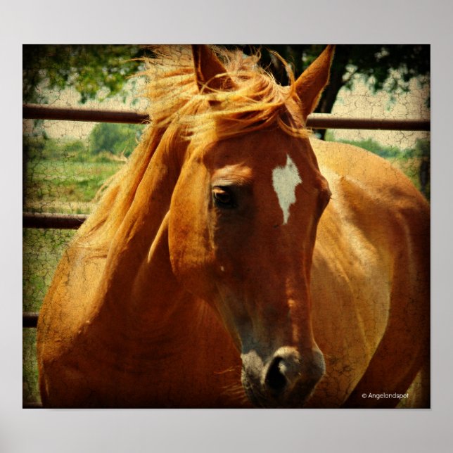 Scotch Poster (Front)