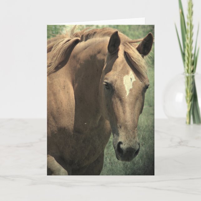 Scotch The Horse, Birthday Card (Front)