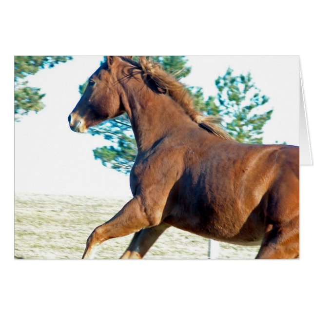 Scotch the Horse Cards (Front Horizontal)