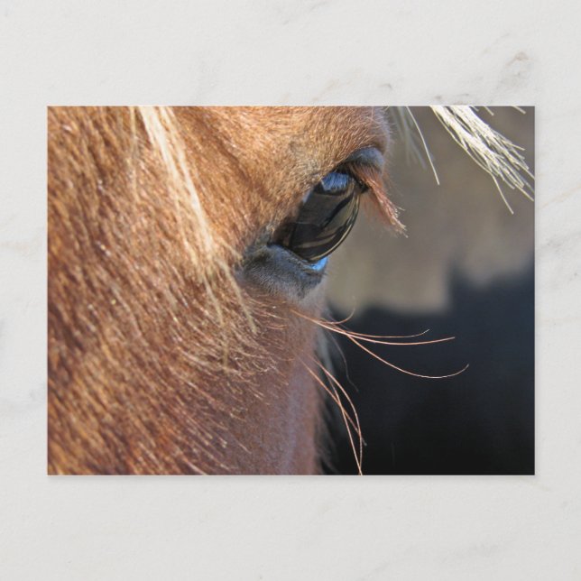 Scotchextremcloseup Postcard (Front)