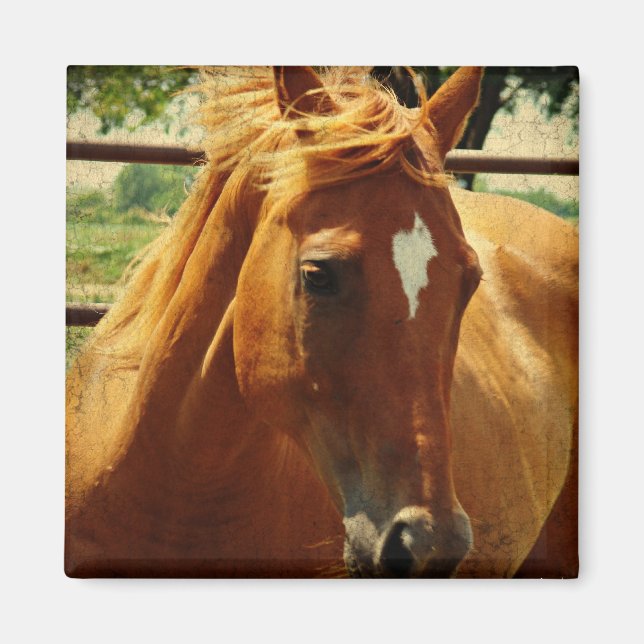 Scotch's Face Magnet (Front)