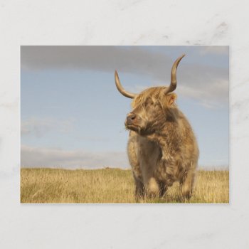 Scotland Cow Postcard by Theraven14 at Zazzle