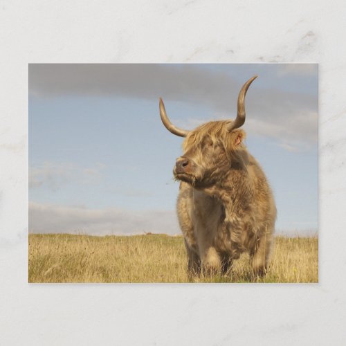 Scotland Cow Postcard