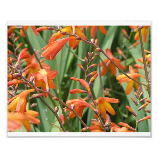 Scotland Florals Photo Print