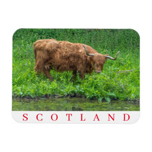 Scotland Highland cow fridge magnet