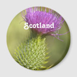 Scotland Thistle Magnet