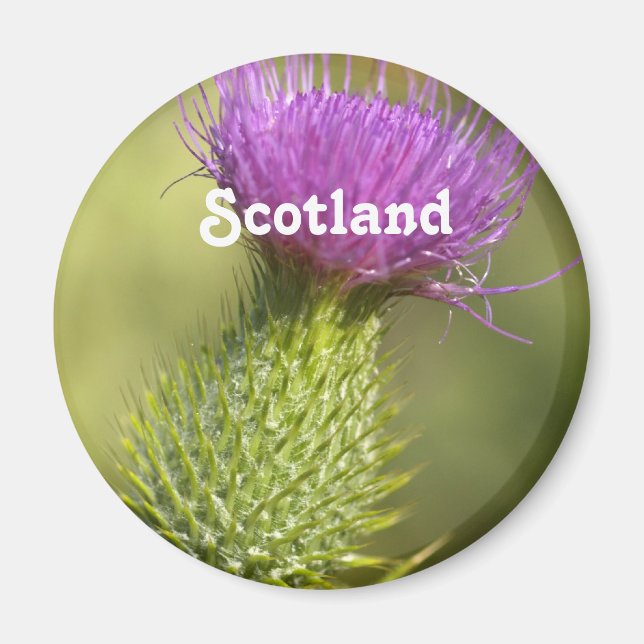 Scotland Thistle Magnet (Front)