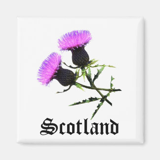 Scotland, thistle magnet