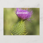 Scotland Thistle Postcard