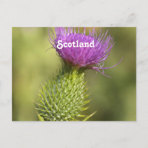 Scotland Thistle Postcard
