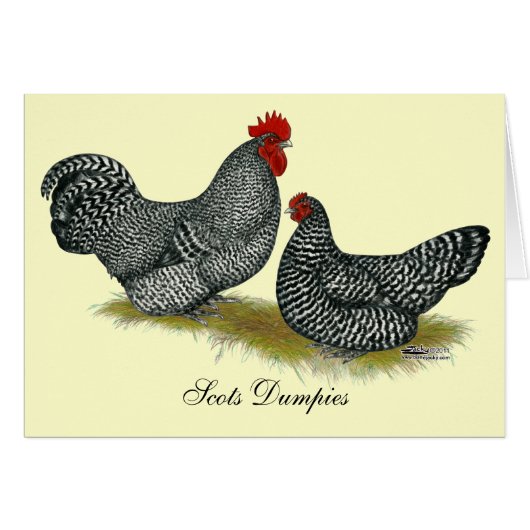 Scots Dumpy Chickens Cards (Front Horizontal)