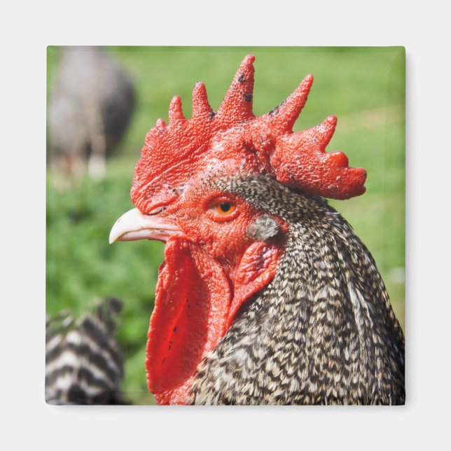Scots Grey Rooster Photography Magnet (Front)